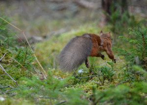 Red Squirrel Running Away