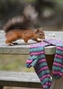 Red Squirrel and Hang Knit Socks 5